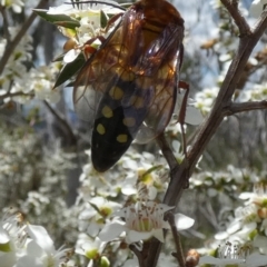 Catocheilus sp. (genus) at Boro - 4 Dec 2023