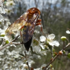 Catocheilus sp. (genus) at Boro - 4 Dec 2023