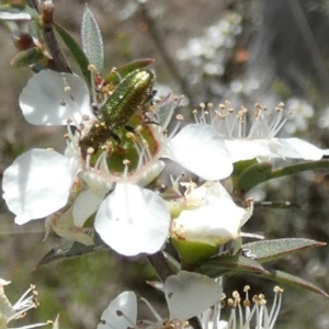 Phlogistus sp. (genus) at QPRC LGA - 4 Dec 2023