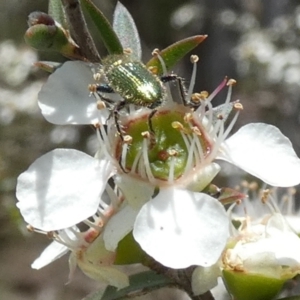 Phlogistus sp. (genus) at QPRC LGA - 4 Dec 2023