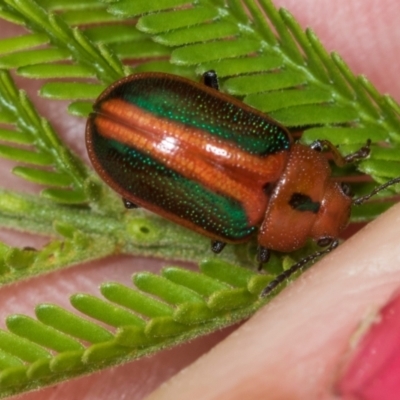 Calomela curtisi (Acacia leaf beetle) at Umbagong District Park - 30 Nov 2023 by AlisonMilton