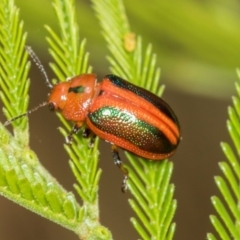 Calomela curtisi at Umbagong District Park - 1 Dec 2023