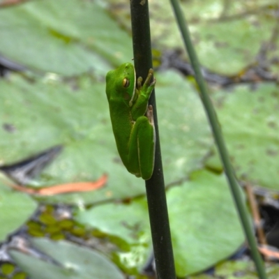 Unidentified Frog at Kelso, QLD - 11 Nov 2023 by TerryS