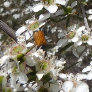 Phyllotocus sp. (genus) at QPRC LGA - 4 Dec 2023