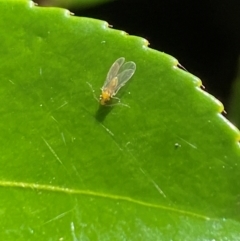 Psyllidae sp. (family) (Unidentified psyllid or lerp insect) at Aranda, ACT - 4 Dec 2023 by Jubeyjubes