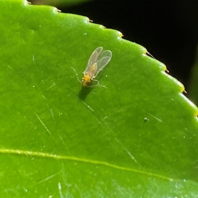 Psyllidae sp. (family) (Unidentified psyllid or lerp insect) at Aranda, ACT - 4 Dec 2023 by Jubeyjubes