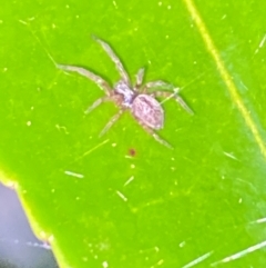 Badumna sp. (genus) (Lattice-web spider) at Aranda, ACT - 4 Dec 2023 by Jubeyjubes