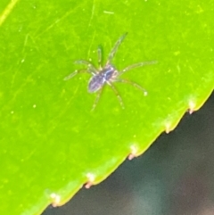 Unidentified Spider (Araneae) at Aranda, ACT - 4 Dec 2023 by Jubeyjubes