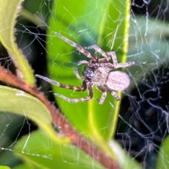 Badumna sp. (genus) (Lattice-web spider) at Aranda, ACT - 4 Dec 2023 by Jubeyjubes