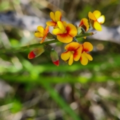 Sphaerolobium minus at Namadgi National Park - 4 Dec 2023 01:31 PM