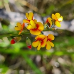 Sphaerolobium minus at Namadgi National Park - 4 Dec 2023 01:31 PM