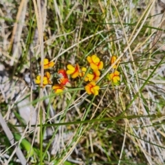 Sphaerolobium minus at Namadgi National Park - 4 Dec 2023 01:31 PM