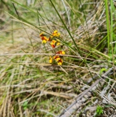 Sphaerolobium minus at Namadgi National Park - 4 Dec 2023