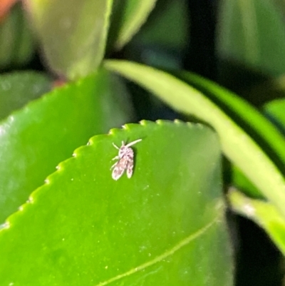 Hygraula nitens (Pond Moth) at Aranda, ACT - 4 Dec 2023 by Jubeyjubes