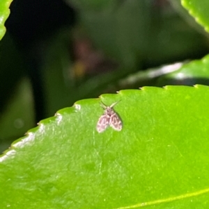 Hygraula nitens at Aranda, ACT - 4 Dec 2023