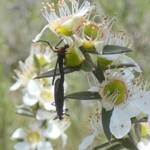 Bibionidae (family) at Boro - suppressed