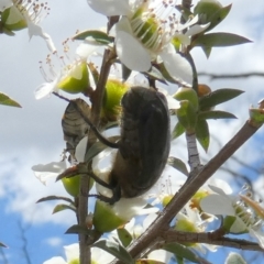 Bisallardiana gymnopleura at QPRC LGA - 4 Dec 2023