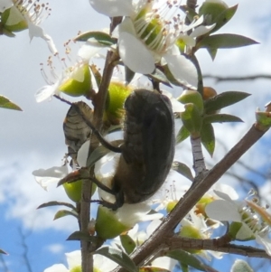 Bisallardiana gymnopleura at QPRC LGA - 4 Dec 2023