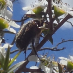 Bisallardiana gymnopleura (Brown flower chafer) at QPRC LGA - 4 Dec 2023 by Paul4K