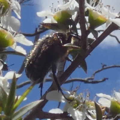 Bisallardiana gymnopleura (Brown flower chafer) at Boro - 4 Dec 2023 by Paul4K