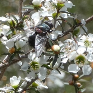 Rutilia sp. (genus) at QPRC LGA - 4 Dec 2023