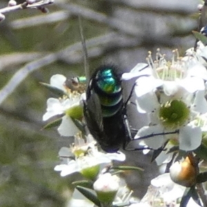 Rutilia (Rutilia) sp. (genus & subgenus) at QPRC LGA - 4 Dec 2023