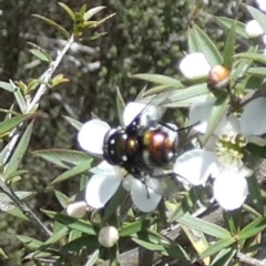 Rutilia (Rutilia) sp. (genus & subgenus) at Boro - suppressed