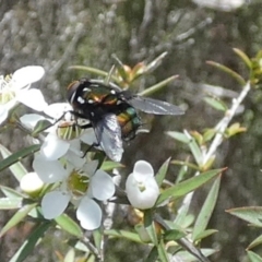 Rutilia (Rutilia) sp. (genus & subgenus) at Boro - suppressed