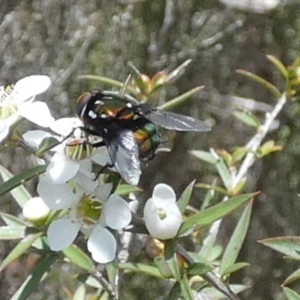 Rutilia (Rutilia) sp. (genus & subgenus) at Boro - 4 Dec 2023