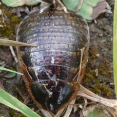 Calolampra sp. (genus) (Bark cockroach) at QPRC LGA - 17 Nov 2018 by arjay