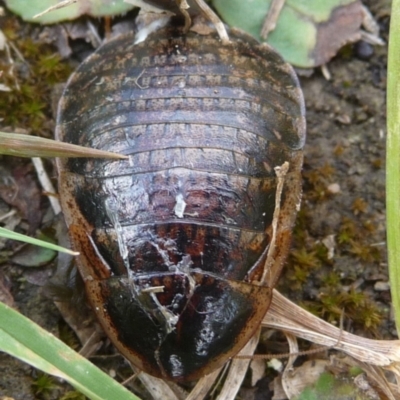 Calolampra sp. (genus) (Bark cockroach) at Mongarlowe River - 17 Nov 2018 by arjay