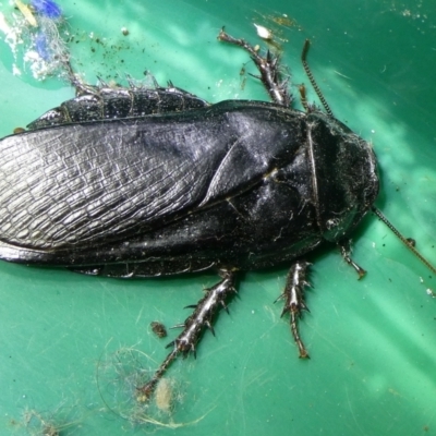 Panesthia australis (Common wood cockroach) at Mongarlowe River - 28 Feb 2023 by arjay