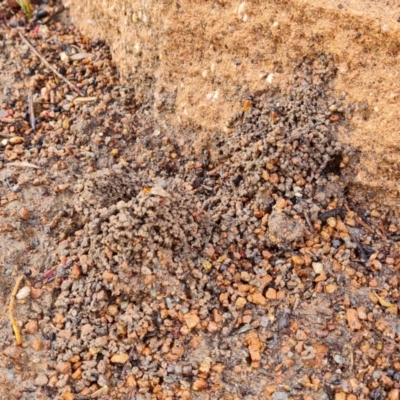 Camponotus consobrinus (Banded sugar ant) at Isaacs, ACT - 29 Nov 2023 by Mike
