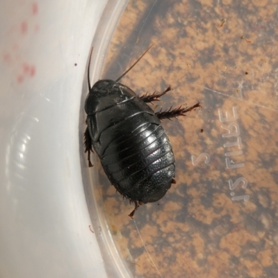 Panesthia australis (Common wood cockroach) at Mongarlowe River - 20 Feb 2023 by arjay