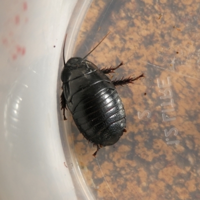 Panesthia australis (Common wood cockroach) at QPRC LGA - 21 Feb 2023 by arjay