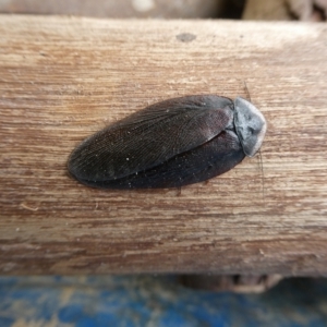 Laxta sp. (genus) at QPRC LGA - suppressed