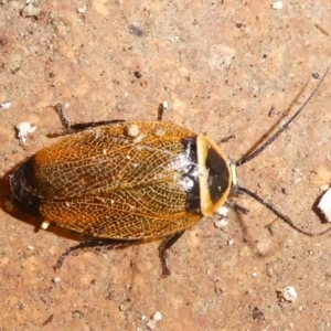 Ellipsidion australe at QPRC LGA - 4 Apr 2022