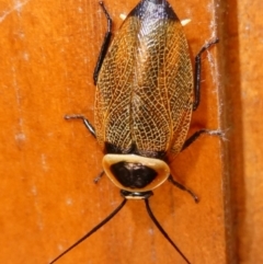 Ellipsidion australe at QPRC LGA - 4 Apr 2022