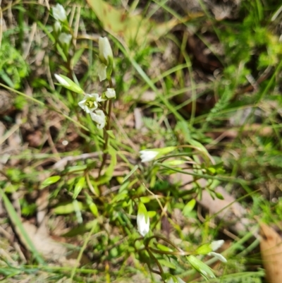 Gentianella polysperes (Early Forest-Gentian) at Namadgi National Park - 4 Dec 2023 by WalkYonder