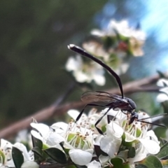 Gasteruption sp. (genus) (Gasteruptiid wasp) at O'Connor, ACT - 27 Nov 2023 by JARS