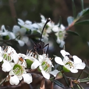 Gasteruption sp. (genus) at O'Connor, ACT - 27 Nov 2023