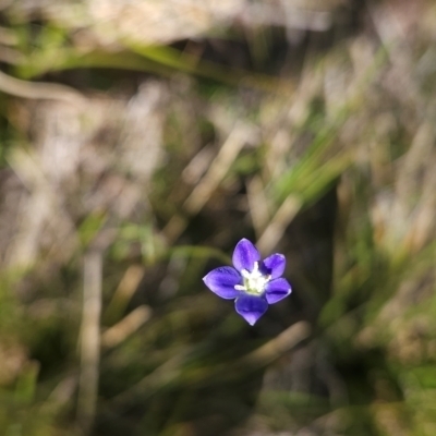 Wahlenbergia sp. (Bluebell) at Namadgi National Park - 4 Dec 2023 by BethanyDunne