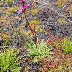 Stylidium montanum at Namadgi National Park - 4 Dec 2023 12:35 PM