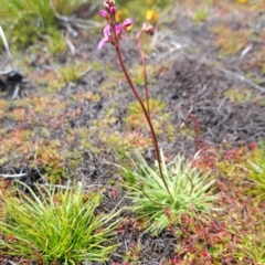 Stylidium montanum at Namadgi National Park - 4 Dec 2023 12:35 PM