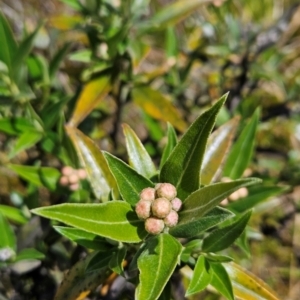 Ozothamnus stirlingii at Namadgi National Park - 4 Dec 2023