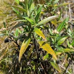 Ozothamnus stirlingii at Namadgi National Park - 4 Dec 2023