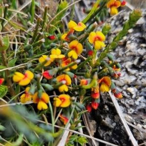 Sphaerolobium minus at Namadgi National Park - 4 Dec 2023