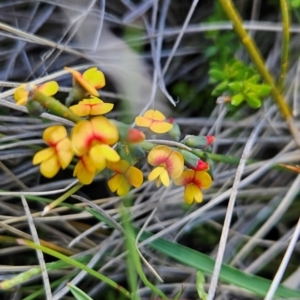 Sphaerolobium minus at Namadgi National Park - 4 Dec 2023