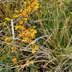 Sphaerolobium minus at Namadgi National Park - 4 Dec 2023