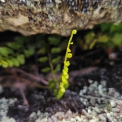 Asplenium flabellifolium (Necklace Fern) at Namadgi National Park - 4 Dec 2023 by BethanyDunne